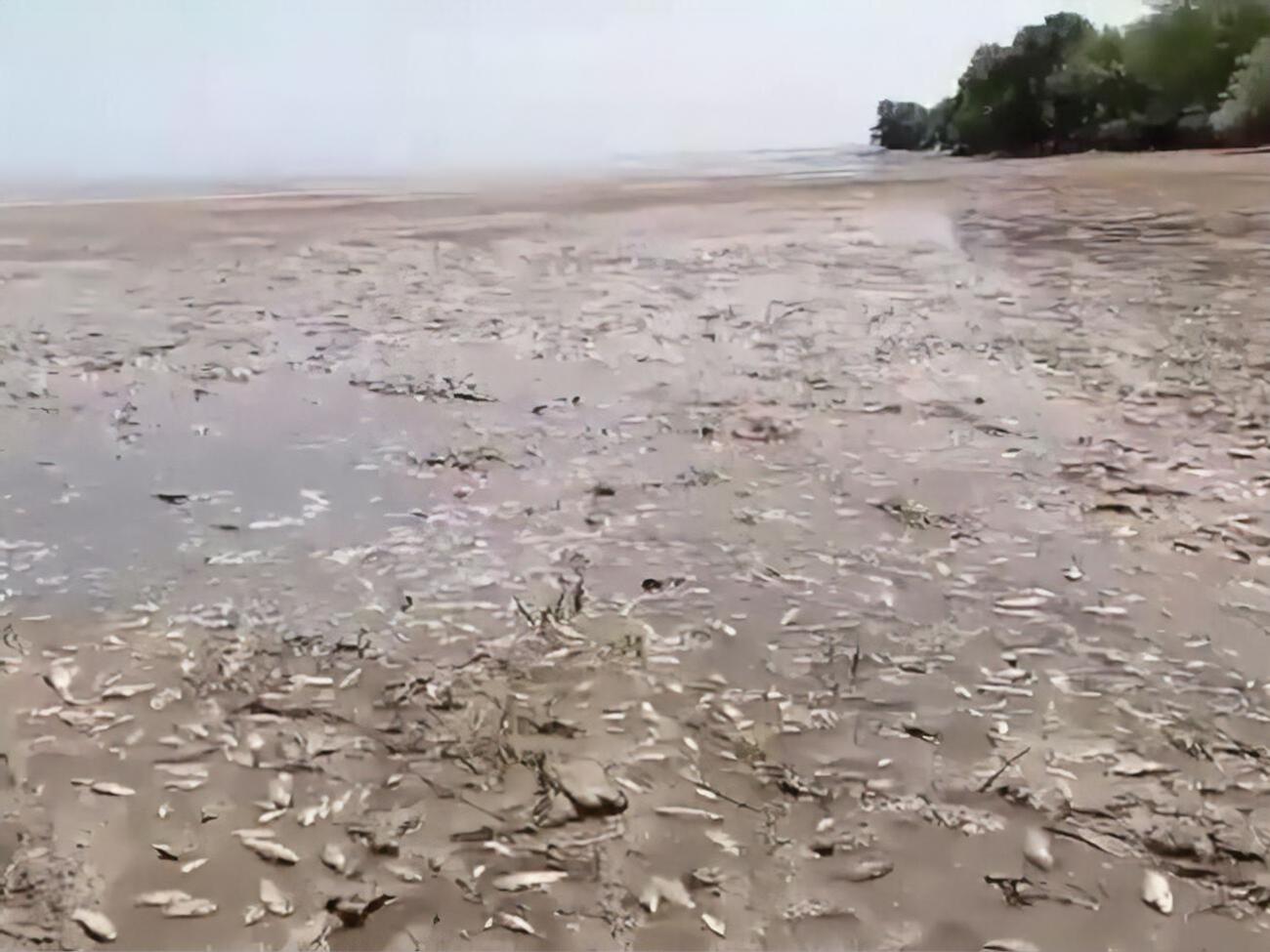 У Каховському водосховищі масово гине риба