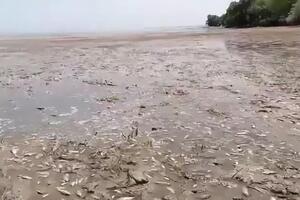 У Каховському водосховищі масово гине риба