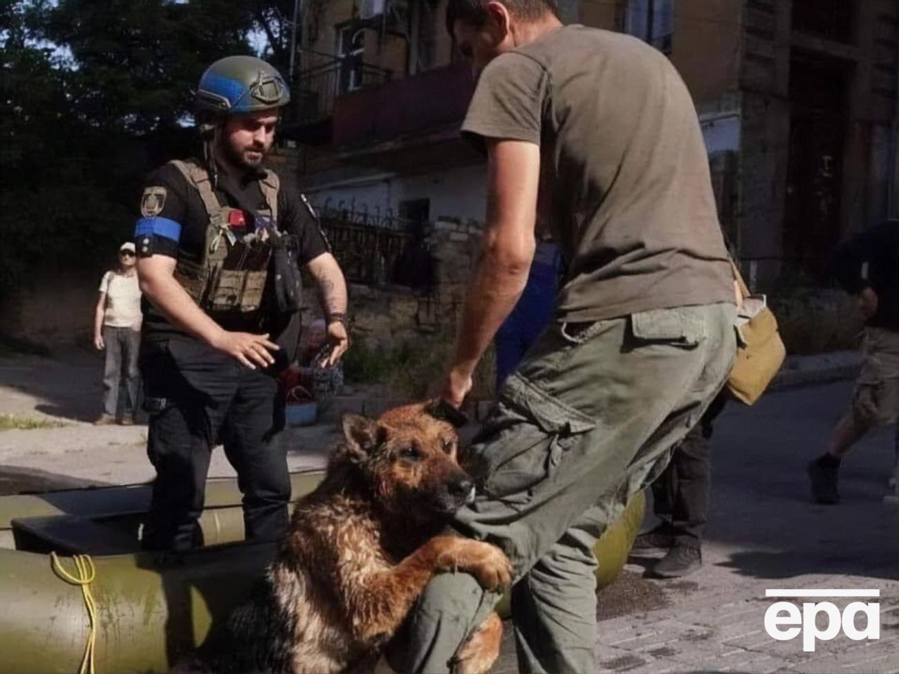 Patron Pet Center призывает волонтеров и неравнодушных киевлян присоединиться к работе в приюте и обеспечить его необходимыми материалами