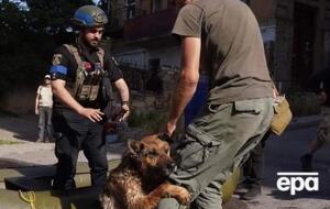 Patron Pet Center призывает волонтеров и неравнодушных киевлян присоединиться к работе в приюте и обеспечить его необходимыми материалами