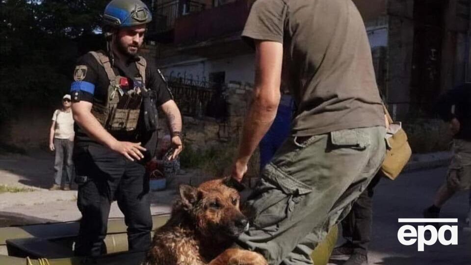 Patron Pet Center призывает волонтеров и неравнодушных киевлян присоединиться к работе в приюте и обеспечить его необходимыми материалами