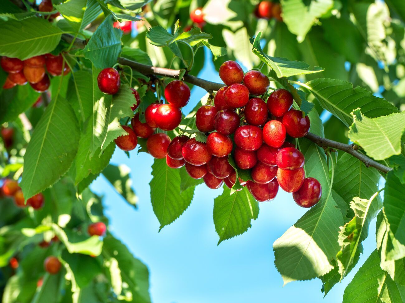 Чтобы защитить урожай черешни от птиц, эксперт рекомендует включать музыку на полную громкость