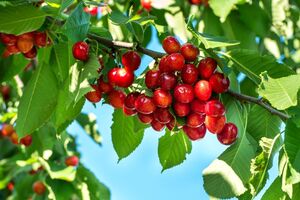 Чтобы защитить урожай черешни от птиц, эксперт рекомендует включать музыку на полную громкость