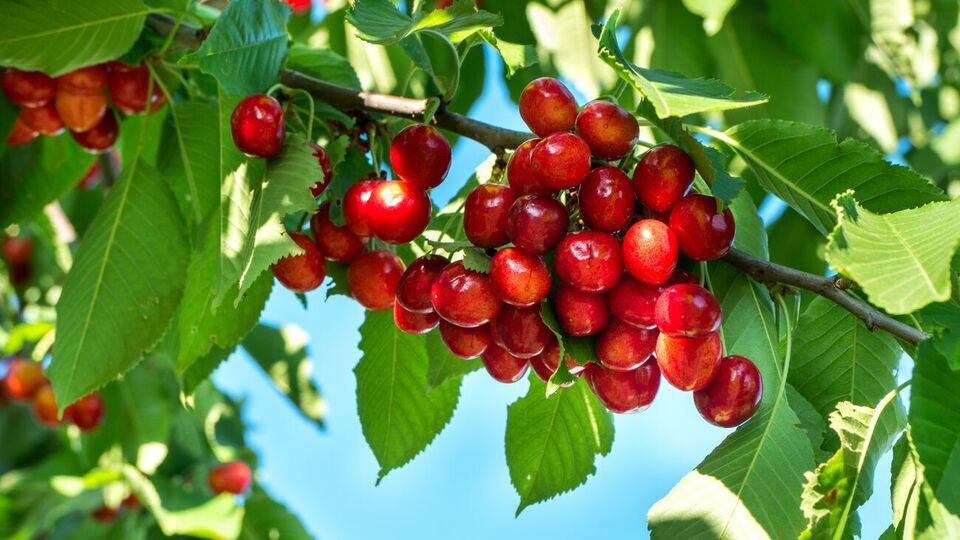 Щоб захистити врожай черешні від птахів, експерт рекомендує вмикати музику на повну гучність