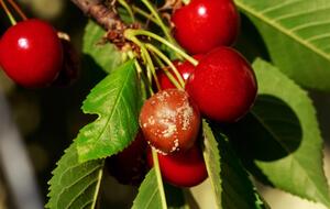 Черешню можно спасти от заболевания, зная правила ухода