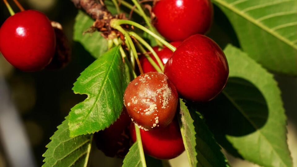 Черешню можна врятувати від хвороби, знаючи правила догляду