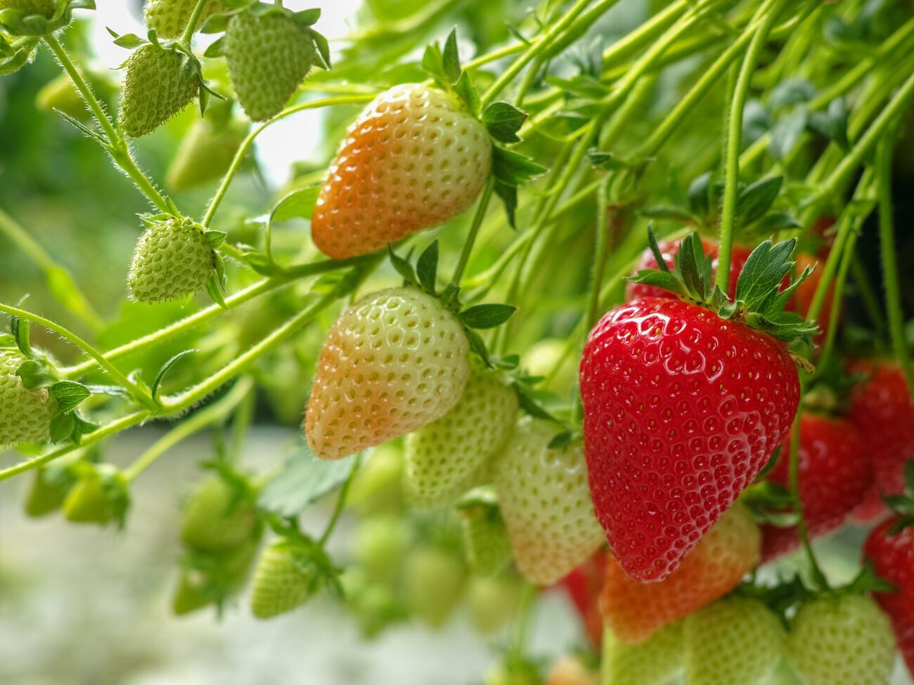 Клубника значительно увеличится в размерах, если подкормить ее калийными удобрениями