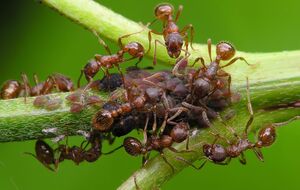 Муравьи опасны тем, что разносят по огороду тлю