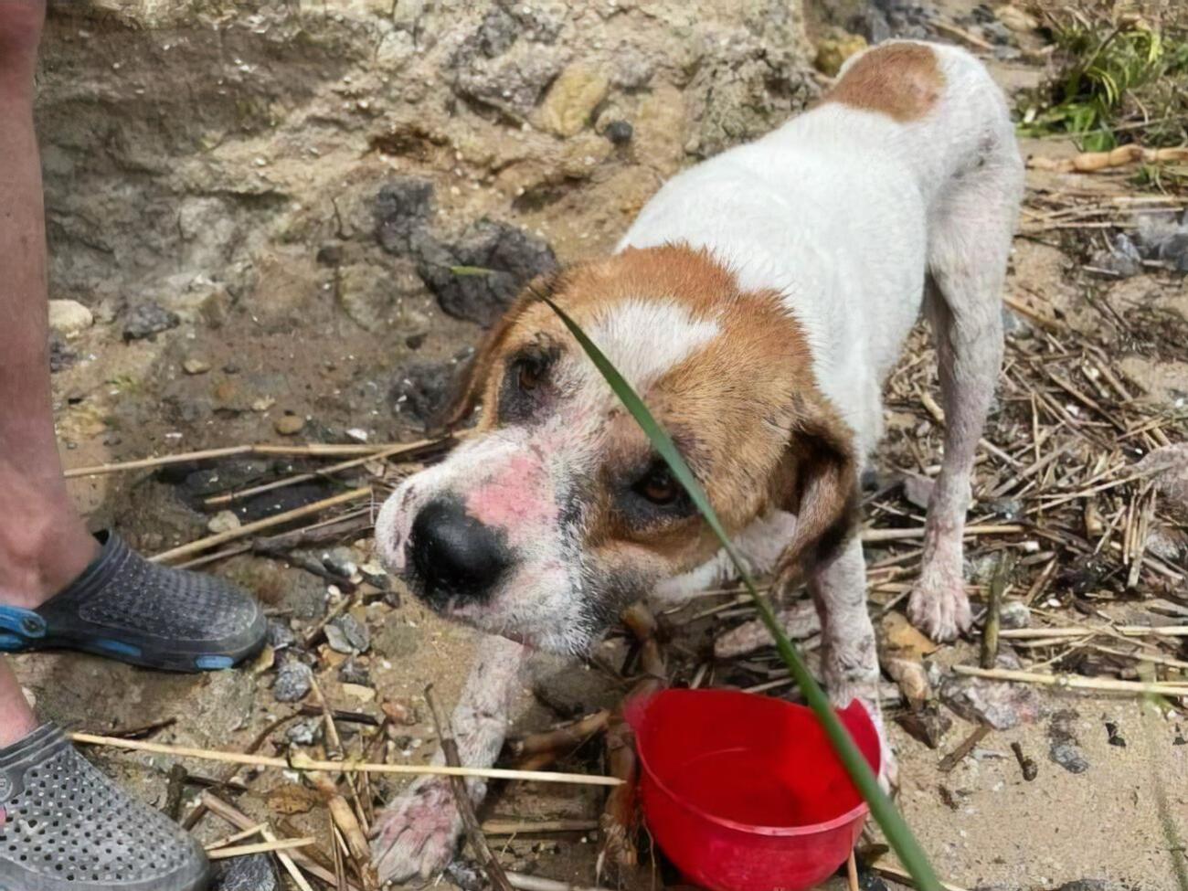 Собаку&nbsp;передали волонтерам і доправили у ветеринарну клініку