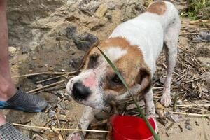 Собаку передали волонтерам и доставили в ветеринарную клинику