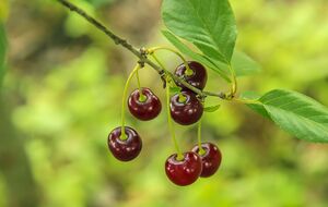 Листья, пораженные монилиозом, засыхают, а на плодах образуется небольшое бурое пятно, которое затем расползается по всему плоду