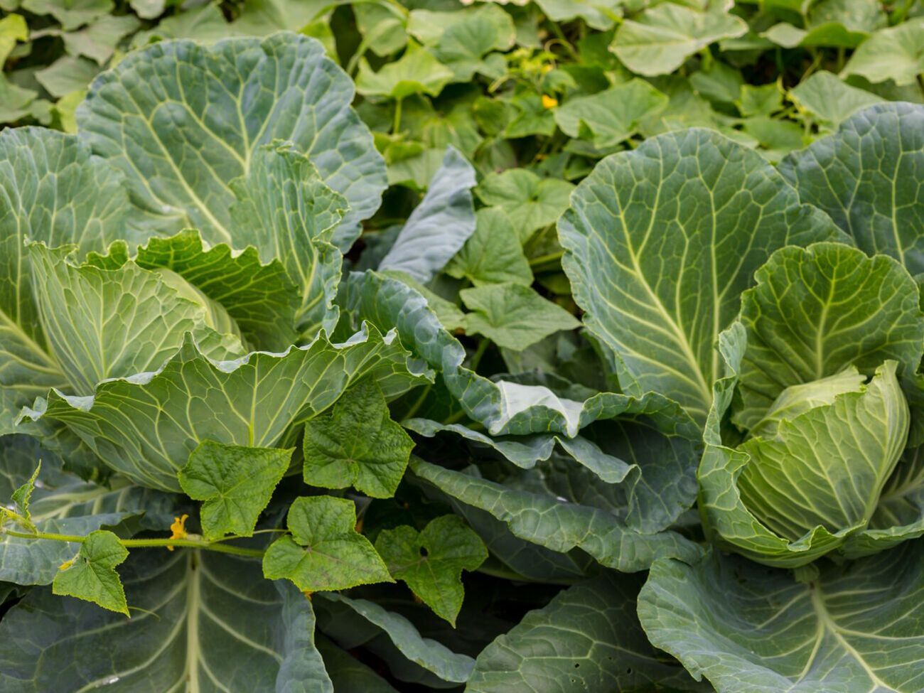 Підживленням на основі дріжджів капусту необхідно поливати що два тижні