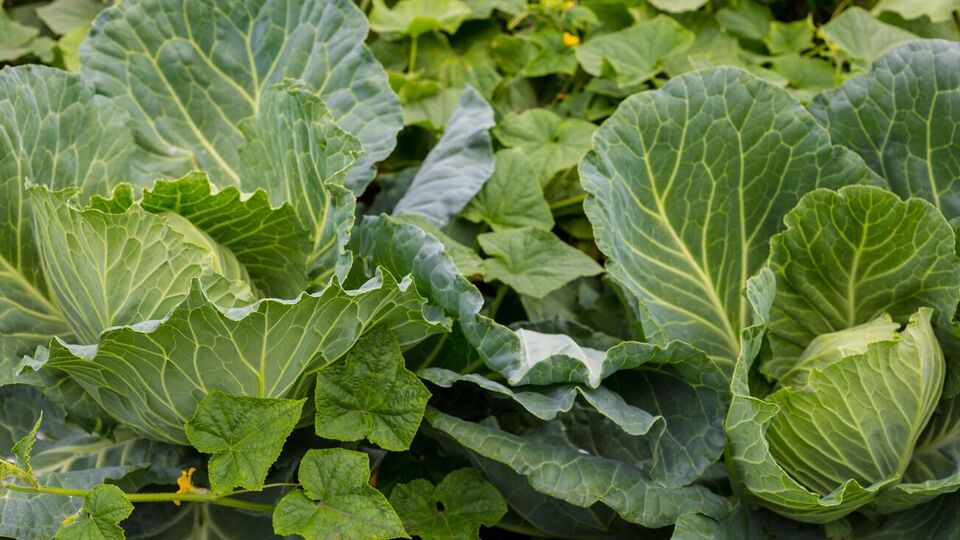 Підживленням на основі дріжджів капусту необхідно поливати що два тижні