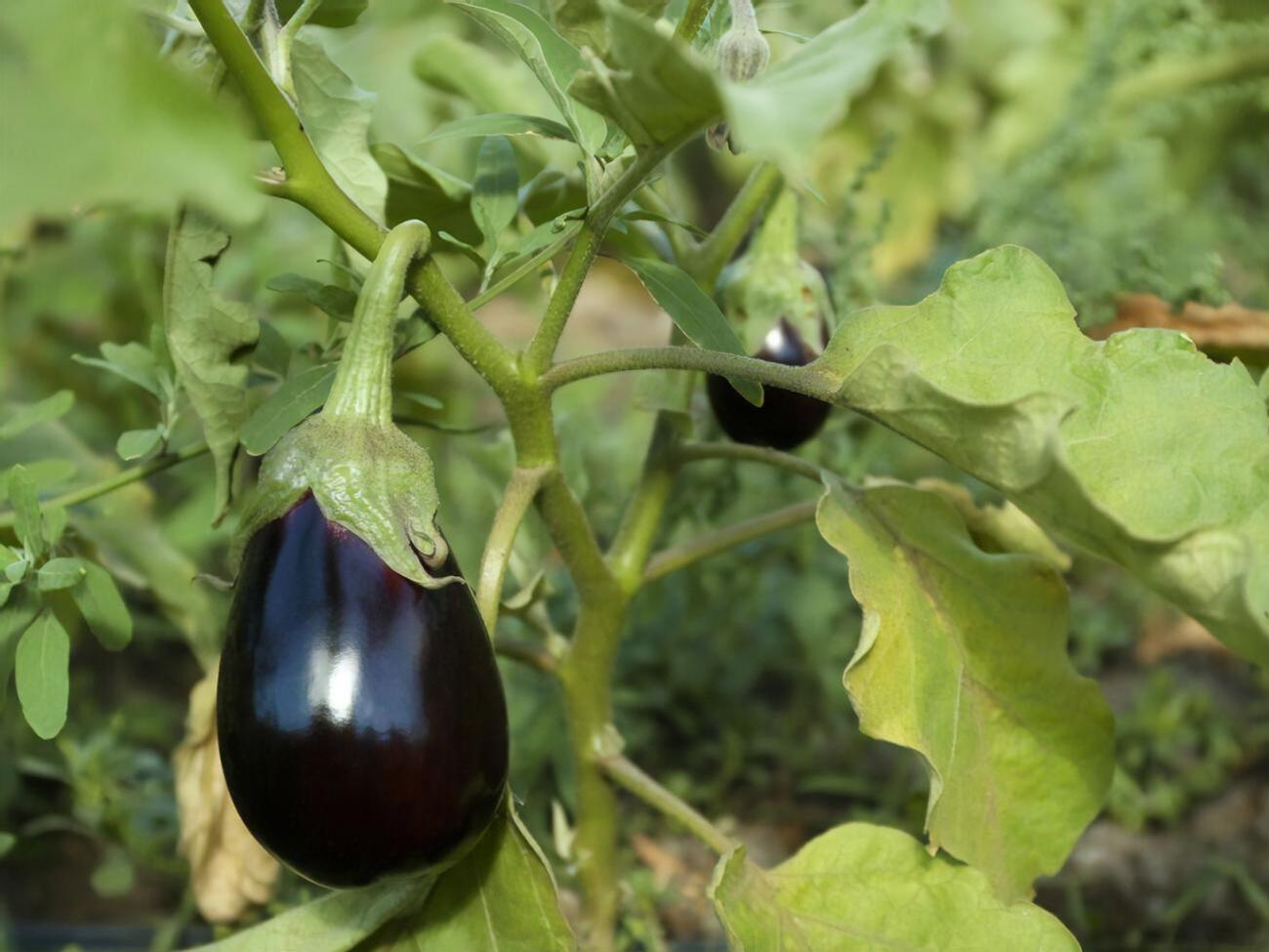 Баклажани потребують особливого догляду