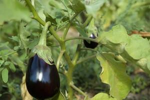 Баклажани потребують особливого догляду