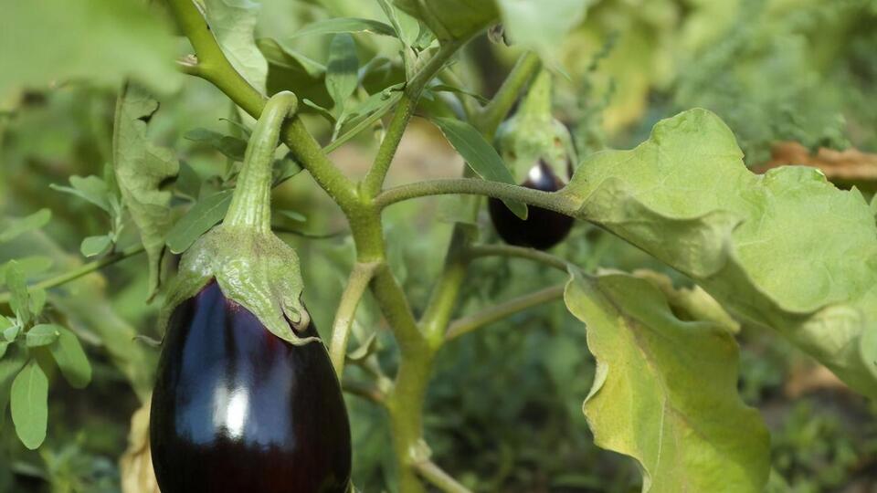 Баклажаны требуют особенного ухода