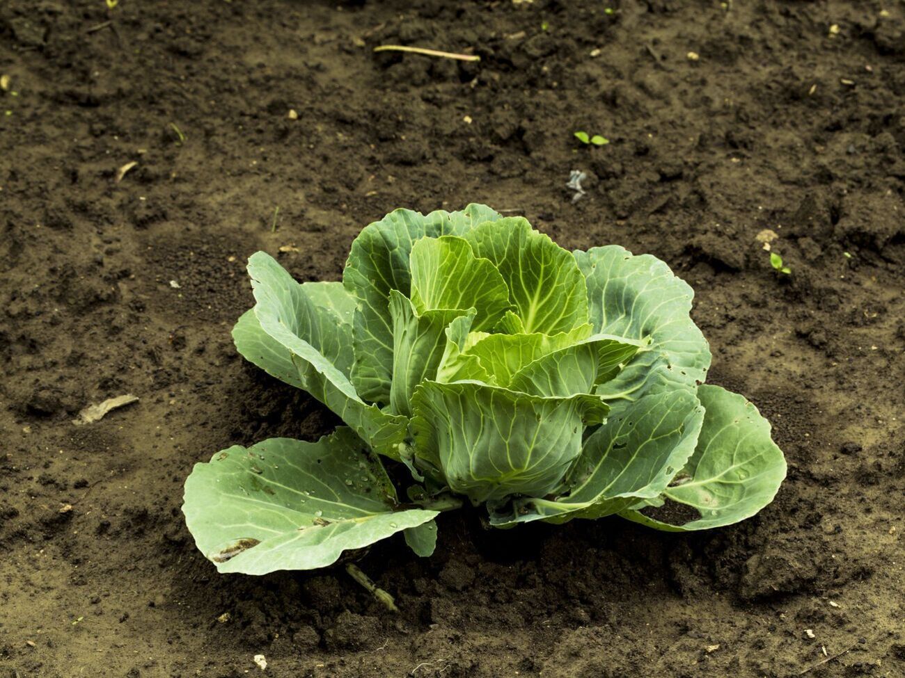 За словами експертів, в аномальну спеку, яку часто фіксують у липні й серпні, капуста не поспішає зав'язувати головки