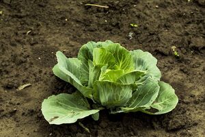 За словами експертів, в аномальну спеку, яку часто фіксують у липні й серпні, капуста не поспішає зав'язувати головки