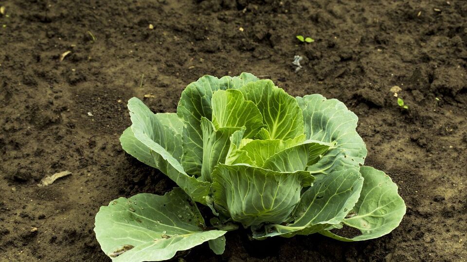 За словами експертів, в аномальну спеку, яку часто фіксують у липні й серпні, капуста не поспішає зав'язувати головки