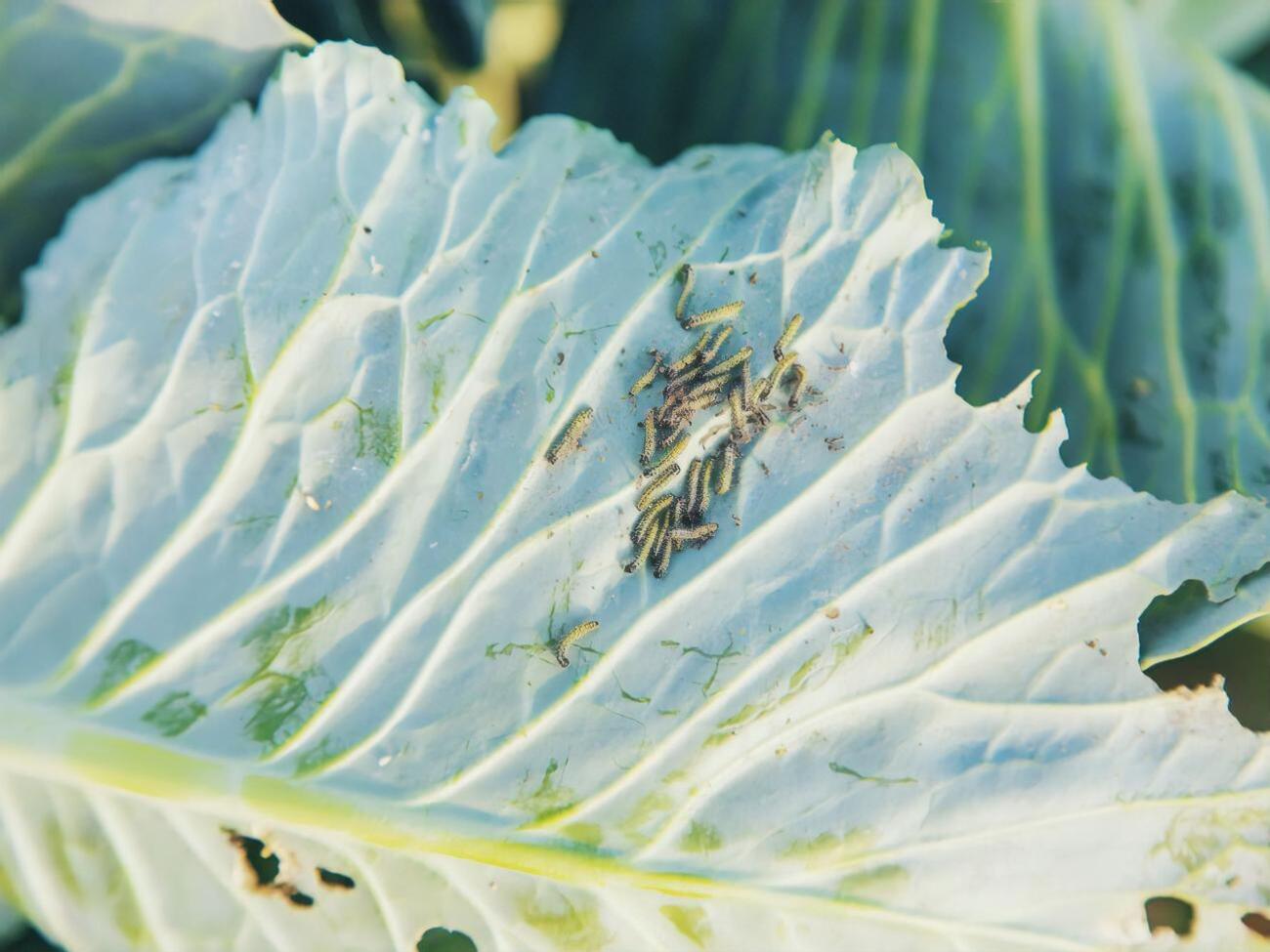 Гусениці найбільше шкодять капусті