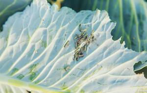 Гусеницы больше всего вредят капусте
