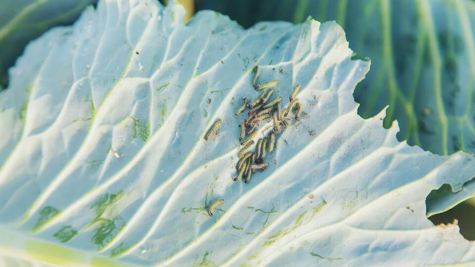 Гусениці найбільше шкодять капусті