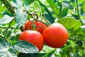 Для приготовления подкормки для томатов необходимо в равных пропорциях соединить просеянную золу, перемолотую скорлупу яиц и жмых горчицы