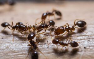 Муравьи не переносят запах корицы