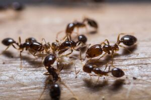 Муравьи не переносят запах корицы