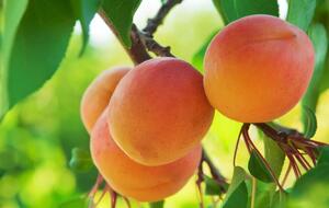 Абрикос летом обязательно нужно обрабатывать от болезней