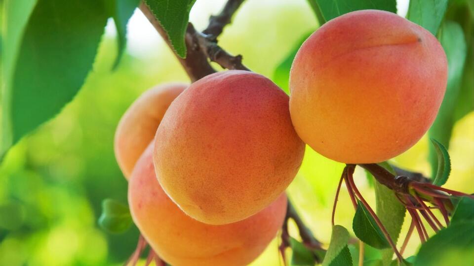 Абрикос потрібно обробляти фунгіцидами