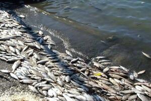 Втрачено понад 13 тис. тонн риби, зазначив Сольський