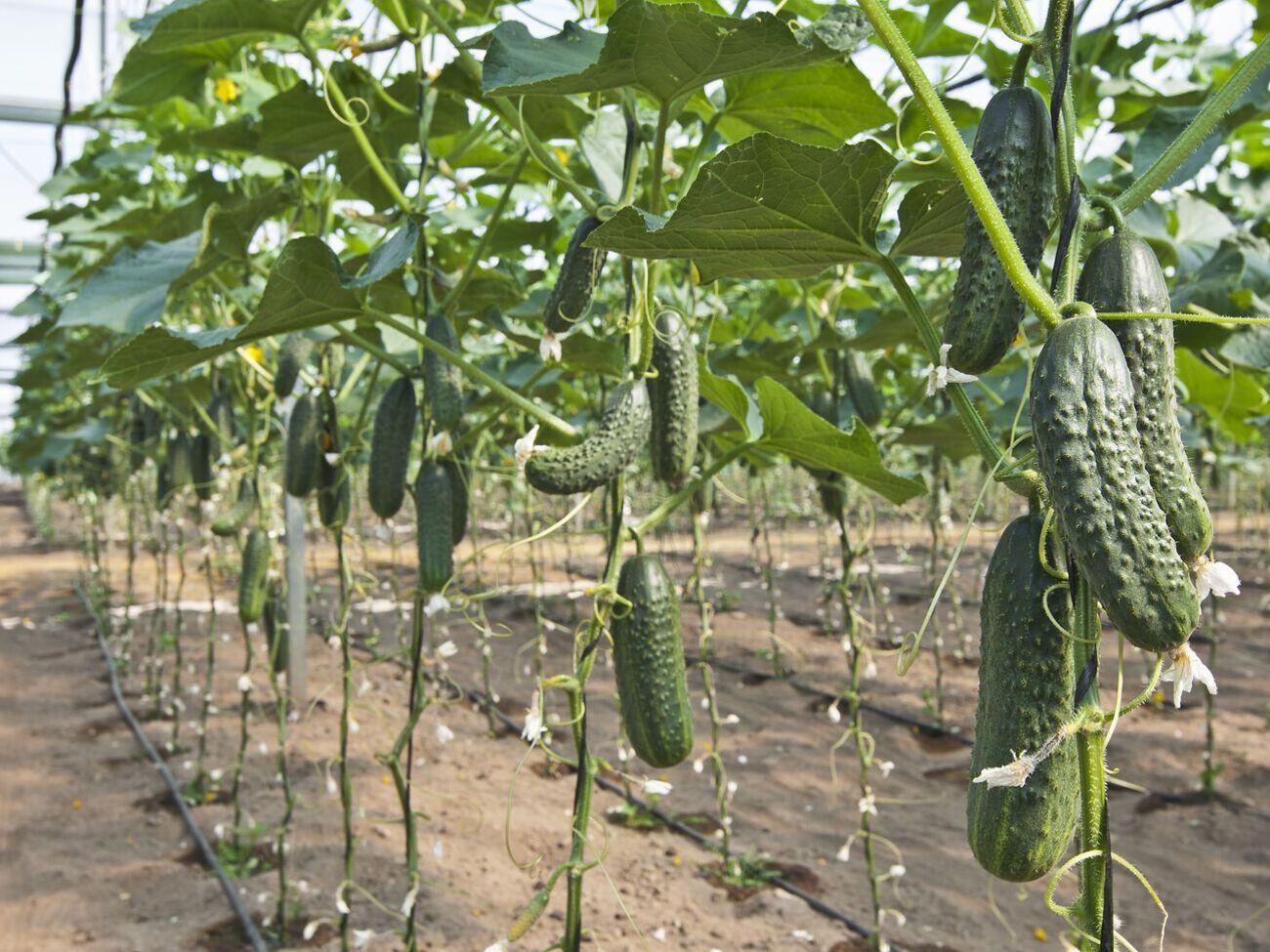 Гіркота в огірках спровокована наявністю в них кукурбітацину