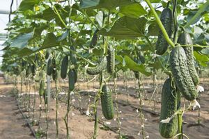 Горечь в огурцах спровоцирована наличием в них кукурбитацина