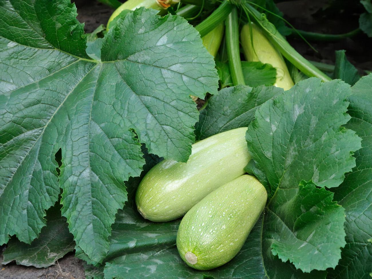 Кабачки люблять рясне поливання