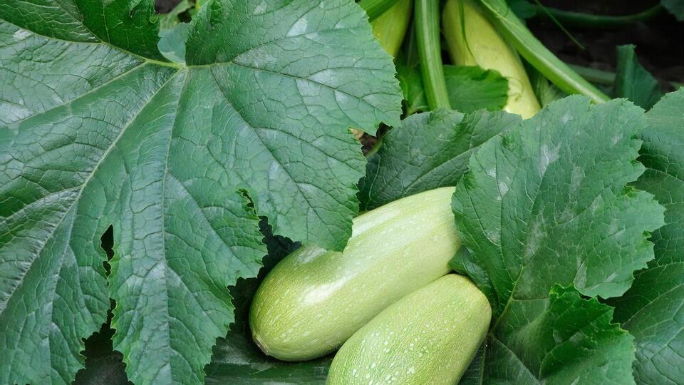 Кабачки люблять рясне поливання