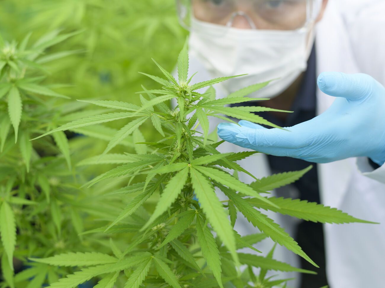 Типичная манипуляция критиков законопроекта о каннабисе – "это не о медицине, это о бизнесе". Бизнес – это нормально. Это только в Советском Союзе бизнеса не было