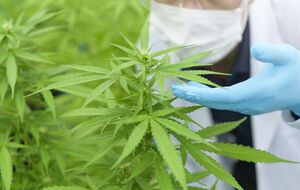 Типичная манипуляция критиков законопроекта о каннабисе – "это не о медицине, это о бизнесе". Бизнес – это нормально. Это только в Советском Союзе бизнеса не было