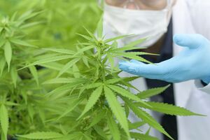 Типичная манипуляция критиков законопроекта о каннабисе – "это не о медицине, это о бизнесе". Бизнес – это нормально. Это только в Советском Союзе бизнеса не было