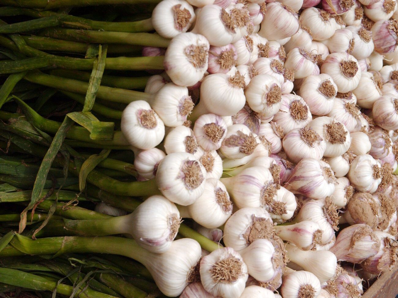 Часник викопують або вранці, або ввечері, інакше сонце пересушить урожай