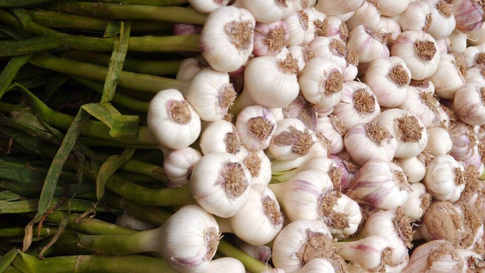 Чеснок выкапывают либо утром, либо вечером, иначе солнце пересушит урожай