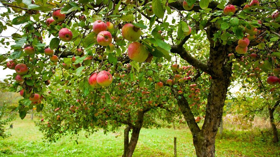 За сезон розвивається два покоління яблуневої плодожерки, яка шкодить плодам