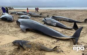 Вся стая могла следовать за самкой, у которой были проблемы с родами, считают спасатели