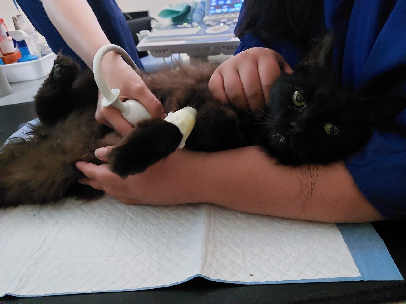 Кіт вижив під уламками зруйнованого будинку