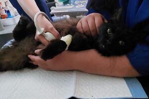 Кіт вижив під уламками зруйнованого будинку