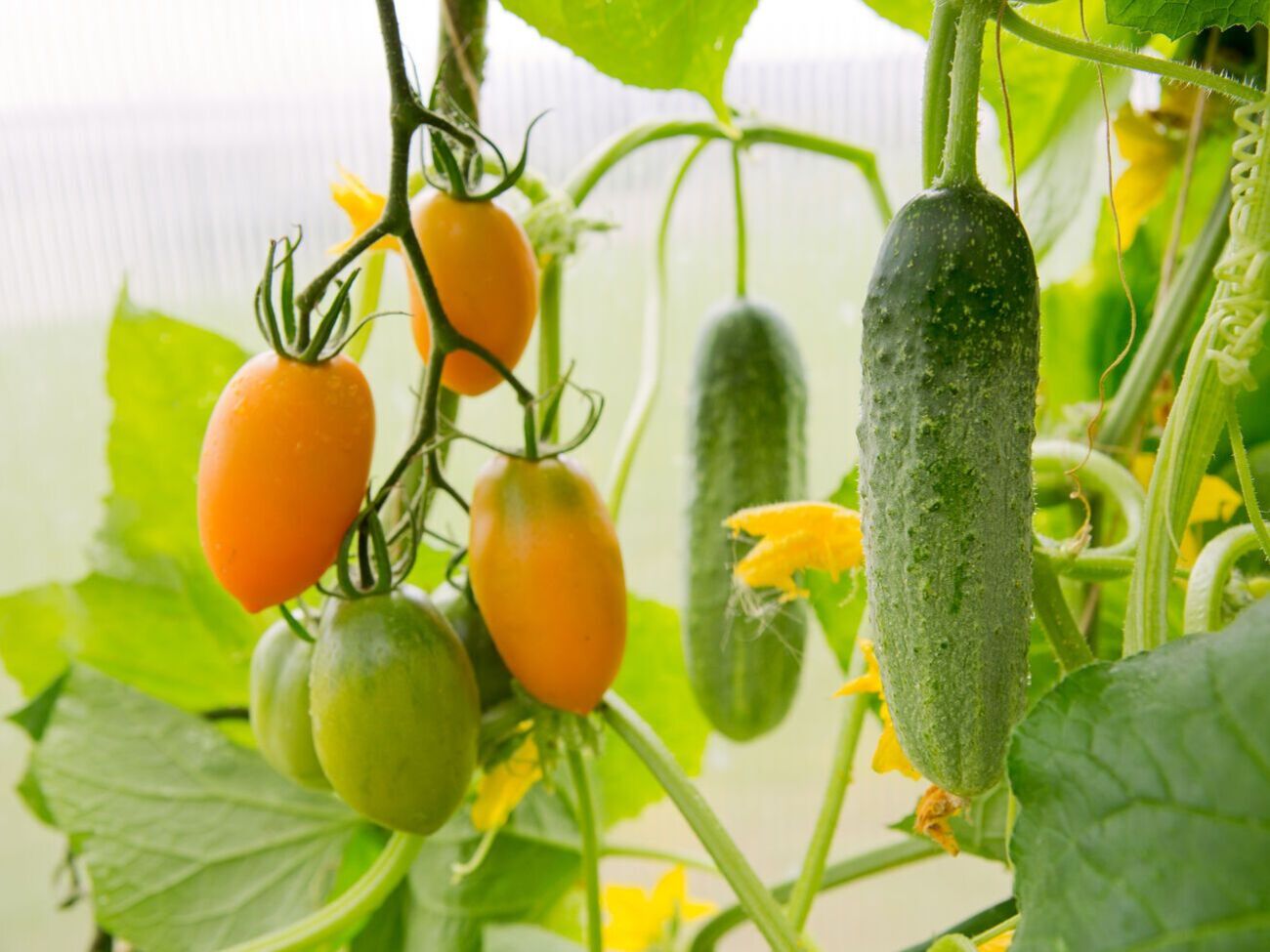 Поливать рисовой водой огурцы и помидоры нужно два раза в месяц