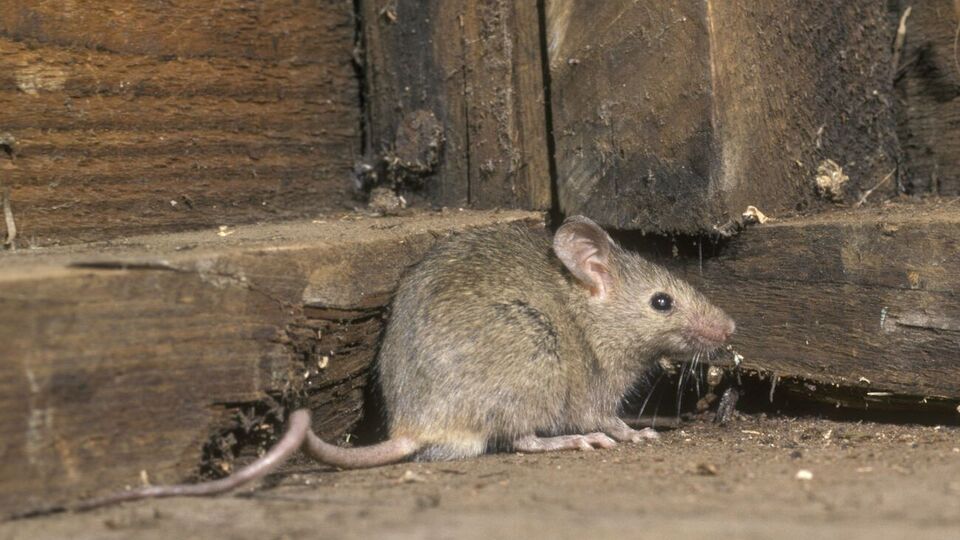 Чтобы избавиться от мышей, смешайте 3 ст. л. пшеничной муки, 2 ст. л. сухих дрожжей и добавьте немного тертого сыра