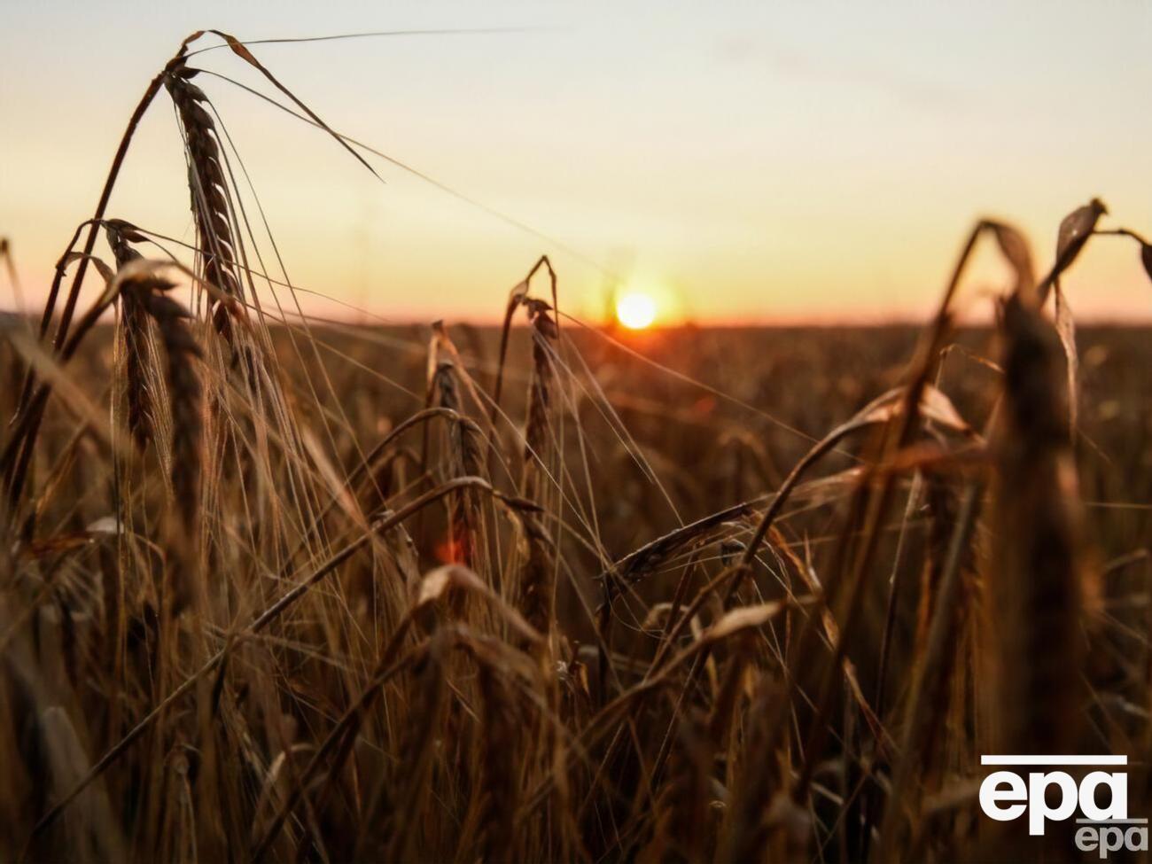 Украина не сможет доставлять в&nbsp;Польшу, Румынию, Болгарию, Венгрию и Словакию&nbsp;четыре вида&nbsp;зерновых культур
