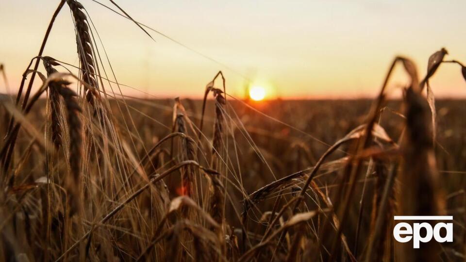 Україна не зможе доправляти до Польщі, Румунії, Болгарії, Угорщини та Словаччини чотири види зернових культур