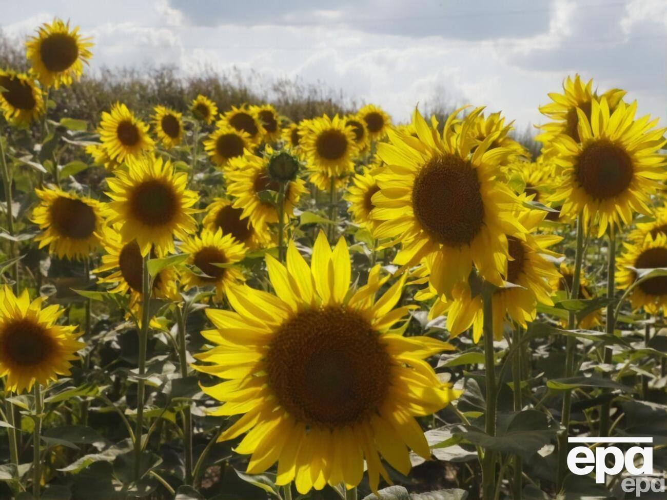 Украина не может экспортировать в пять стран ЕС&nbsp;пшеницу, кукурузу, семена рапса и подсолнечника